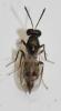 Nephelomalus conspersus